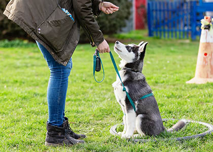 Obedience Classes