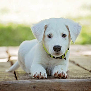 A young dog getting ready for puppy classes