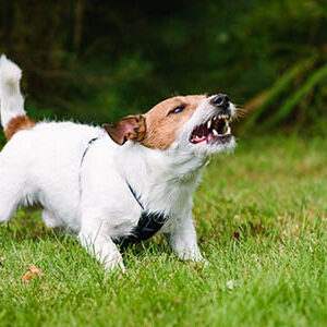 This poor little mite sorely needs reactive dog training