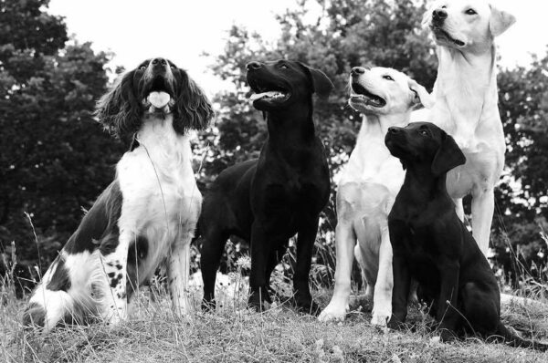 The Benefits Of Gundog Training
