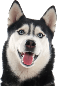 A Husky that required recall training as Huskies are renowned for running off