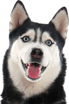 A Husky that required recall training as Huskies are renowned for running off