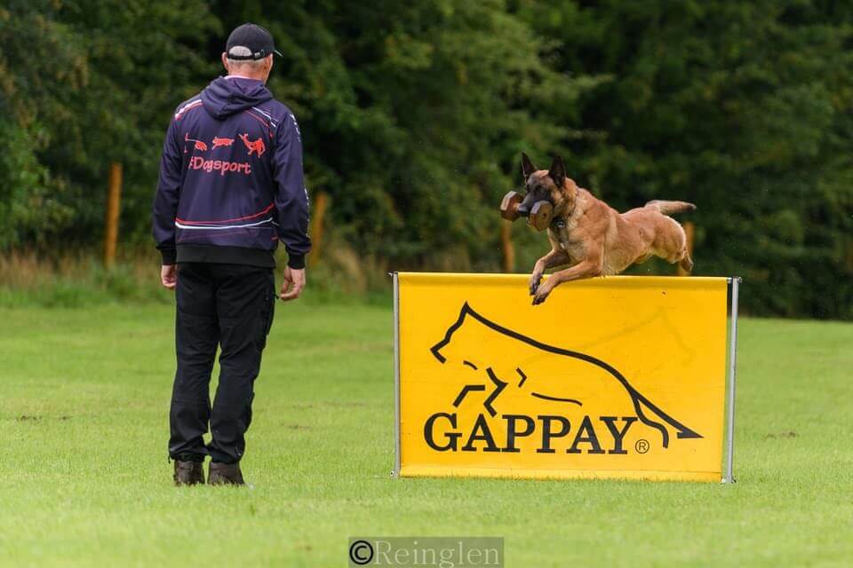 One to One Dog Training