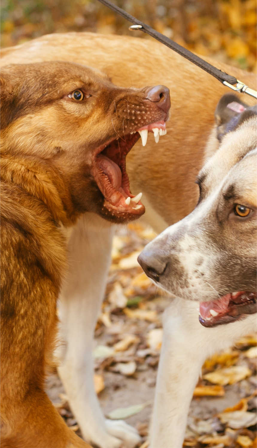 Dog behavioural training for dogs acting unfriendly towards another dog during a walk in a park.